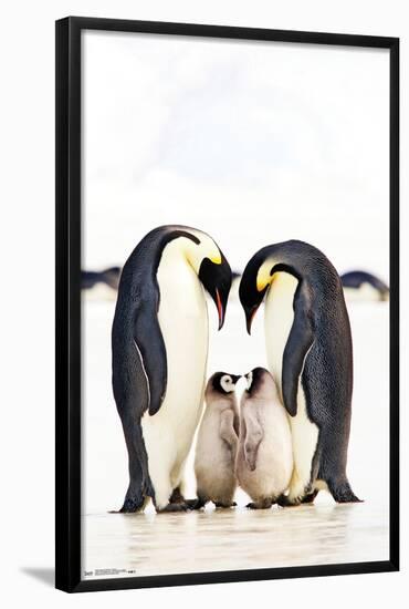A Group Of Emperor Penguins-Trends International-Framed Poster