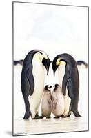 A Group Of Emperor Penguins-Trends International-Mounted Poster