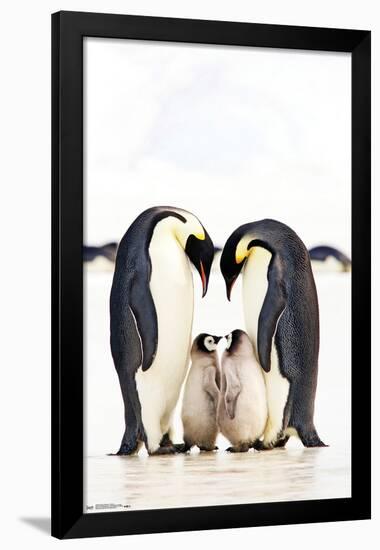 A Group Of Emperor Penguins-Trends International-Framed Poster