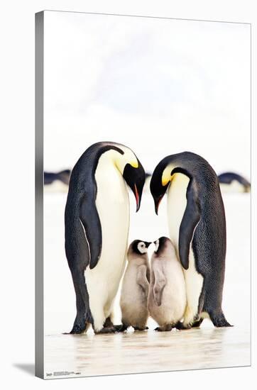A Group Of Emperor Penguins-Trends International-Stretched Canvas
