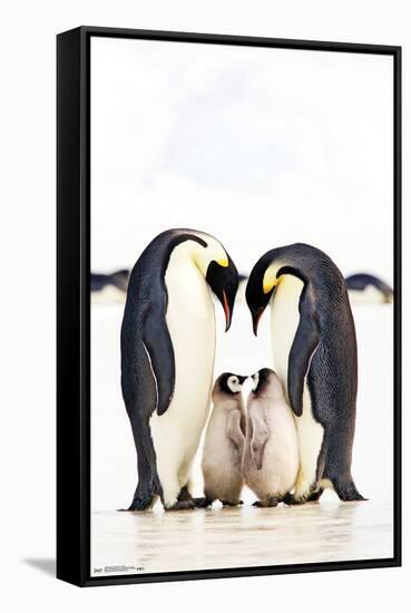 A Group Of Emperor Penguins-Trends International-Framed Stretched Canvas