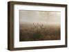 A Group Of Fallow Deer Stags, Dama Dama, Stand In Richmond Park At Dawn-Alex Saberi-Framed Premium Photographic Print