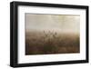 A Group Of Fallow Deer Stags, Dama Dama, Stand In Richmond Park At Dawn-Alex Saberi-Framed Premium Photographic Print