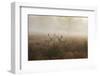 A Group Of Fallow Deer Stags, Dama Dama, Stand In Richmond Park At Dawn-Alex Saberi-Framed Premium Photographic Print