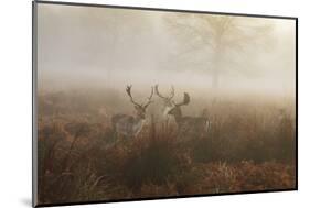 A Group Of Fallow Deer Stags, Dama Dama, Stand In Richmond Park At Dawn-Alex Saberi-Mounted Premium Photographic Print