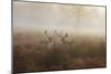 A Group Of Fallow Deer Stags, Dama Dama, Stand In Richmond Park At Dawn-Alex Saberi-Mounted Photographic Print