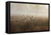 A Group Of Fallow Deer Stags, Dama Dama, Stand In Richmond Park At Dawn-Alex Saberi-Framed Stretched Canvas