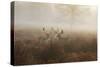 A Group Of Fallow Deer Stags, Dama Dama, Stand In Richmond Park At Dawn-Alex Saberi-Stretched Canvas
