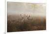 A Group Of Fallow Deer Stags, Dama Dama, Stand In Richmond Park At Dawn-Alex Saberi-Framed Photographic Print