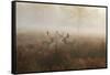 A Group Of Fallow Deer Stags, Dama Dama, Stand In Richmond Park At Dawn-Alex Saberi-Framed Stretched Canvas