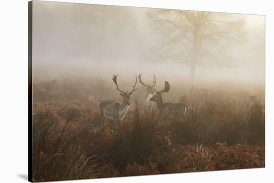 A Group Of Fallow Deer Stags, Dama Dama, Stand In Richmond Park At Dawn-Alex Saberi-Stretched Canvas