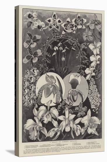 A Group of Famous Orchids-null-Stretched Canvas
