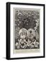 A Group of Famous Orchids-null-Framed Giclee Print