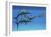 A Group of Fast Swimming Eurhinosaurus Marine Reptiles-null-Framed Art Print