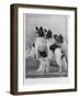A Group of Four Papillons Owned by Mrs Pope-null-Framed Photographic Print