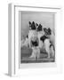 A Group of Four Papillons Owned by Mrs Pope-null-Framed Photographic Print