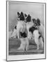 A Group of Four Papillons Owned by Mrs Pope-null-Mounted Photographic Print