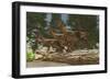 A Group of Herbivorous Hypsilophodon Dinosaurs-null-Framed Premium Giclee Print