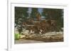 A Group of Herbivorous Hypsilophodon Dinosaurs-null-Framed Art Print