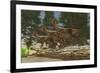 A Group of Herbivorous Hypsilophodon Dinosaurs-null-Framed Art Print