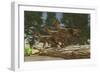 A Group of Herbivorous Hypsilophodon Dinosaurs-null-Framed Art Print