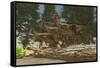 A Group of Herbivorous Hypsilophodon Dinosaurs-null-Framed Stretched Canvas