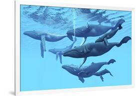 A Group of Humpback Whales Swimming Together-null-Framed Art Print