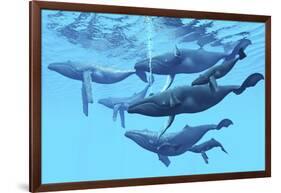 A Group of Humpback Whales Swimming Together-null-Framed Art Print