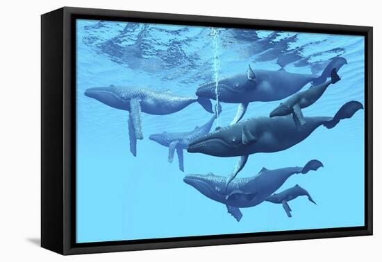 A Group of Humpback Whales Swimming Together-null-Framed Stretched Canvas