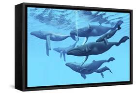 A Group of Humpback Whales Swimming Together-null-Framed Stretched Canvas