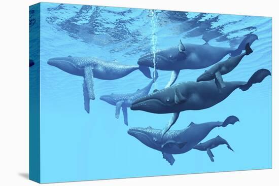 A Group of Humpback Whales Swimming Together-null-Stretched Canvas