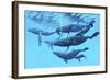 A Group of Humpback Whales Swimming Together-null-Framed Art Print