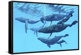 A Group of Humpback Whales Swimming Together-null-Framed Stretched Canvas