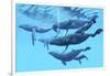 A Group of Humpback Whales Swimming Together-null-Framed Premium Giclee Print