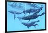 A Group of Humpback Whales Swimming Together-null-Framed Premium Giclee Print