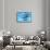 A Group of Humpback Whales Swimming Together-null-Framed Stretched Canvas displayed on a wall