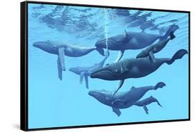 A Group of Humpback Whales Swimming Together-null-Framed Stretched Canvas