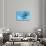 A Group of Humpback Whales Swimming Together-null-Stretched Canvas displayed on a wall