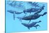 A Group of Humpback Whales Swimming Together-null-Stretched Canvas