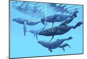 A Group of Humpback Whales Swimming Together-null-Mounted Premium Giclee Print