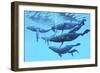 A Group of Humpback Whales Swimming Together-null-Framed Art Print