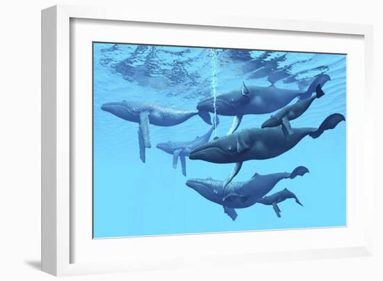 A Group of Humpback Whales Swimming Together-null-Framed Art Print