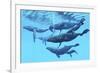 A Group of Humpback Whales Swimming Together-null-Framed Art Print