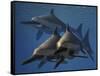 A Group of Ichthyosaurus Aquatic Reptiles from the Early Jurassic of England-Stocktrek Images-Framed Stretched Canvas