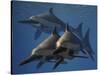 A Group of Ichthyosaurus Aquatic Reptiles from the Early Jurassic of England-Stocktrek Images-Stretched Canvas