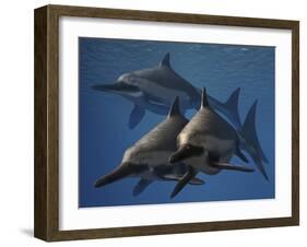 A Group of Ichthyosaurus Aquatic Reptiles from the Early Jurassic of England-Stocktrek Images-Framed Art Print