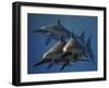 A Group of Ichthyosaurus Aquatic Reptiles from the Early Jurassic of England-Stocktrek Images-Framed Art Print