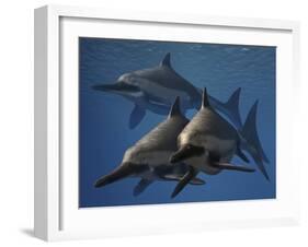 A Group of Ichthyosaurus Aquatic Reptiles from the Early Jurassic of England-Stocktrek Images-Framed Art Print