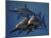 A Group of Ichthyosaurus Aquatic Reptiles from the Early Jurassic of England-Stocktrek Images-Mounted Art Print