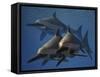 A Group of Ichthyosaurus Aquatic Reptiles from the Early Jurassic of England-Stocktrek Images-Framed Stretched Canvas